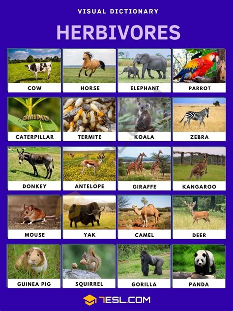 Herbivore: List of Herbivore Animals with Interesting Facts • 7ESL ...