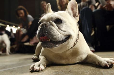 Sorry, labs: French bulldogs are the No. 1 dog breed in America : NPR