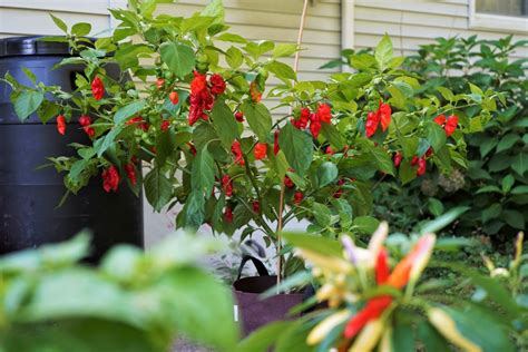 How To Grow Ghost Peppers (Bhut Jolokia) - Ultimate Guide