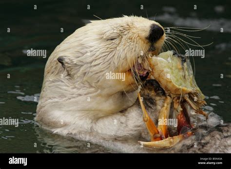 Cute Sea Otters Eating