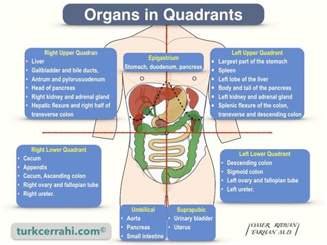 Four Abdominal Quadrants And Nine Abdominal Regions Anatomy