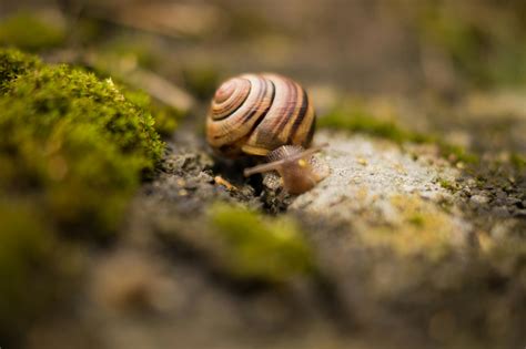 White and Brown Shell Snail on Green Leaf · Free Stock Photo