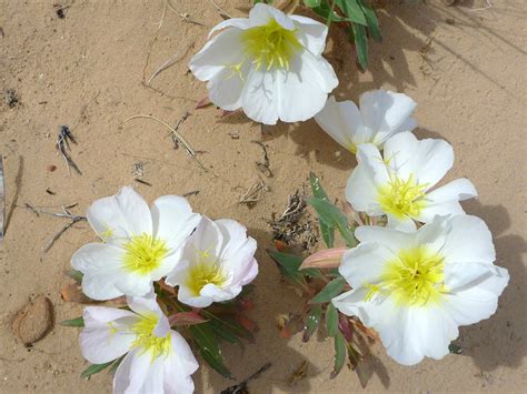 30 Mojave Desert Wildflowers: Oenothera Californica