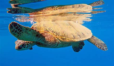 Recommended Maui Snorkeling Spots By Experienced Snorkelers