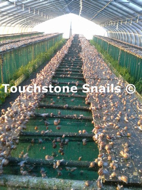 70 idées de Elevage escargot - Snail farming | elevage escargot ...