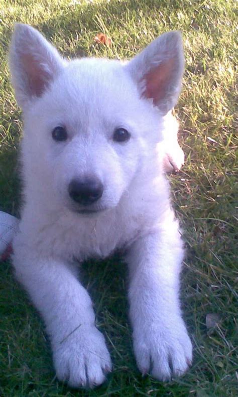 CUTE American white shepherd - American White Shepherds Photo (33433560 ...