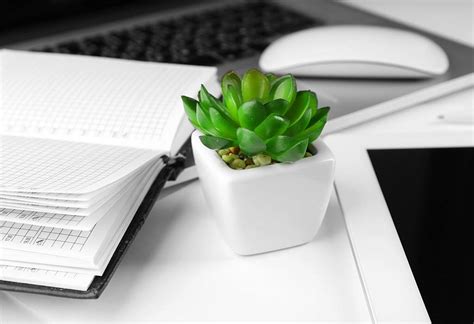 Office Cubicle Plants