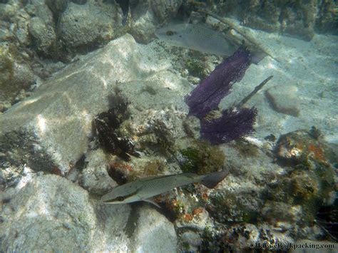 Dry Tortugas Snorkeling - HawkeBackpacking.com