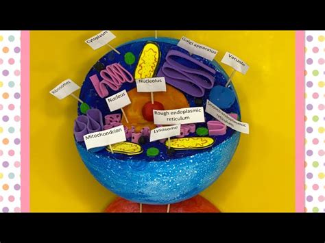 Biology Cell Model Project