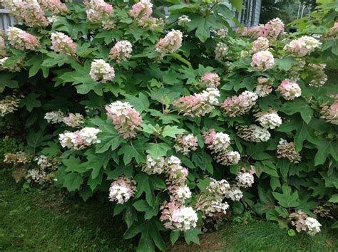 Pin on Gardening | Oakleaf hydrangea, Garden landscaping, Garden