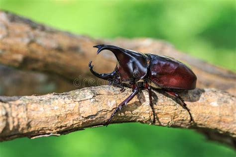 Male Fighting Beetle (rhinoceros Beetle) on Tree Stock Image - Image of ...