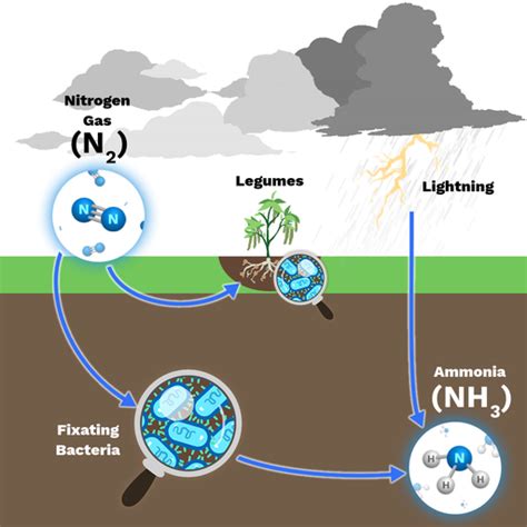 Nitrogen Fixation - Labster