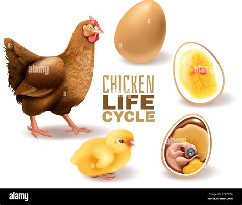 Chicken life cycle stages realistic composition from fertile egg embryo ...