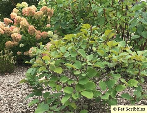 Fothergilla: a unique, easy-care flowering shrub! - Garden Sanity by ...