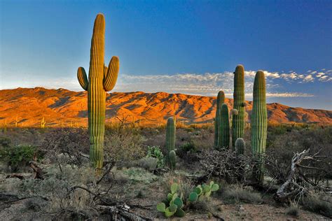 Here's Why Saguaros Are the Coolest Cacti