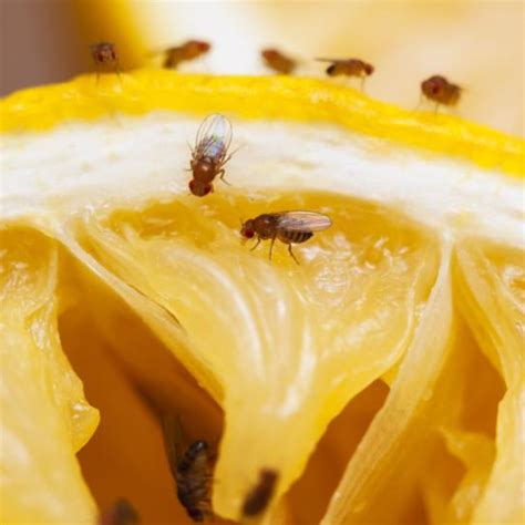 Fruit Flies - Central Pest Control EFK Fly Screen Dublin