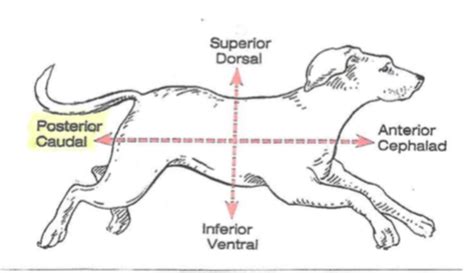 Lab 1 Anatomical Direction Flashcards | Quizlet