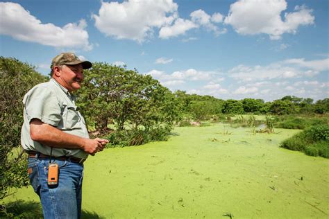 Eating alligator growing in popularity in Houston and Gulf Coast