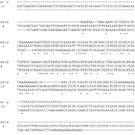 Nucleotide and protein sequence alignment. 2A. Nucleotide sequence ...