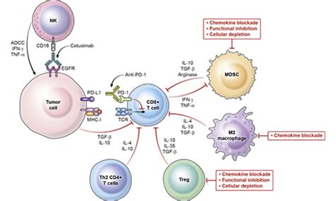 Tumor Immunology-Aladdin Scientific