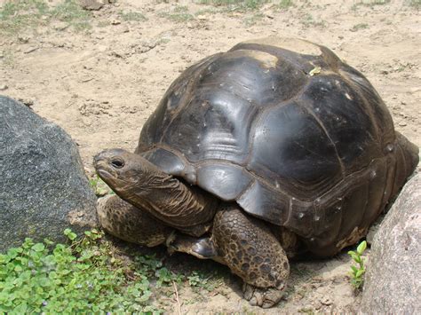 Aldabra Tortoise | ZooChat