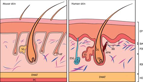 Schematic illustration of the skin in mouse and humans. Left: murine ...