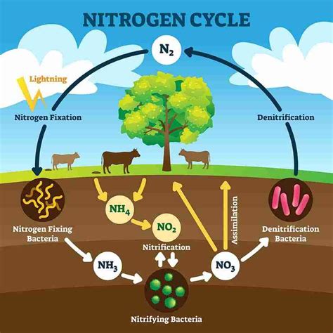 Nitrogen Fixation - Biology Simple