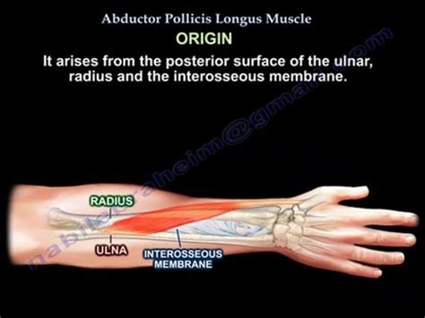 Musculus Abductor Pollicis Longus - Captions Beautiful