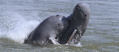 The Endangered Irrawaddy Dolphin | Critter Science