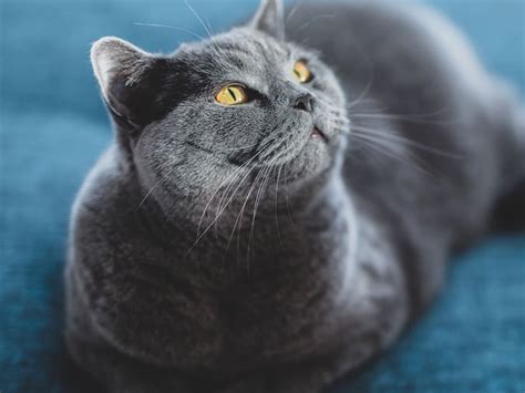 British Shorthair - Cat Breed Guide | Spot®