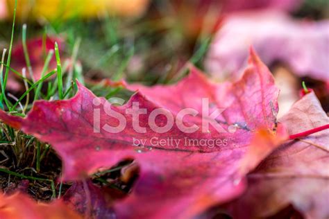 Maple Leaf Close-Up Stock Photo | Royalty-Free | FreeImages