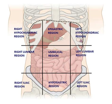 Liver Pain - Where is the liver location (Anatomy), Function, Enlarged