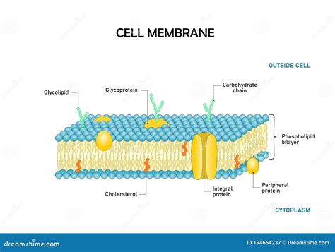 Cell Membrane Diagram Labeled