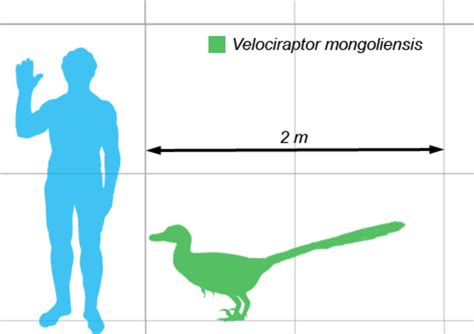 Velociraptor: Quick Facts - Owlcation