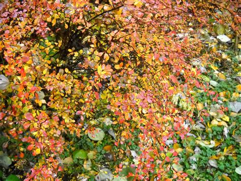 Larry's Photo a Day: Barberry Shrub......