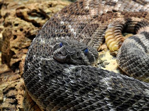 Exploring the Secrets of the Desert Snake: An Enigmatic Creature of the ...