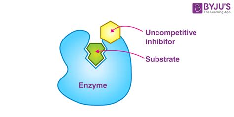 Enzyme Inhibition - Types and Applications of Enzyme Inhibition and FAQs