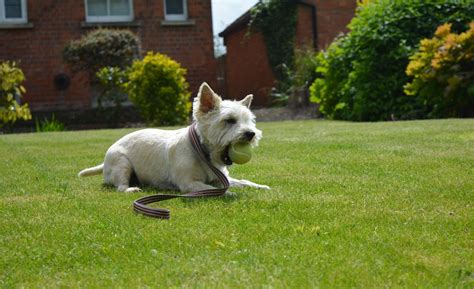 Cairn Terrier Grooming: The Essential Guide with Pictures of Haircut Styles