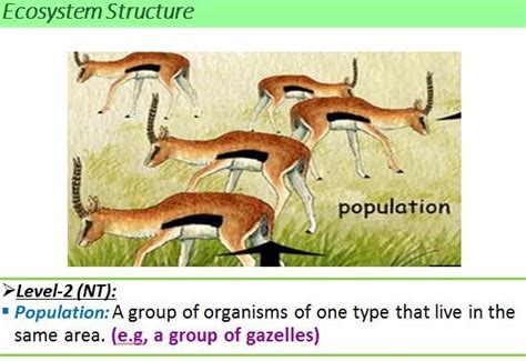 Community Examples Ecology