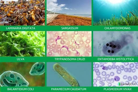 3 Examples Of Protista Protista Diagram