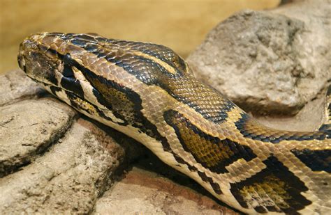 File:Python molurus bivittatus (2).jpg - Wikimedia Commons