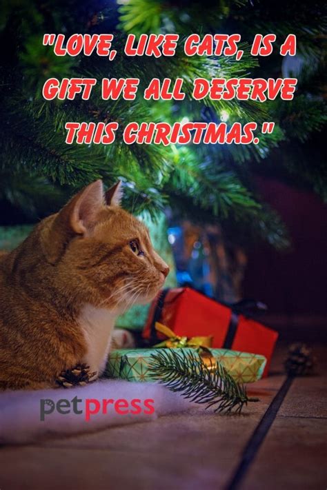 Top 50 Cat Christmas Quotes to Sparkle Your Holiday Spirits