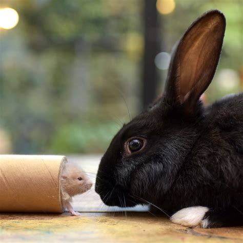 Straw Bedding For Rabbits: The Key Facts | Blue Mountain Hay