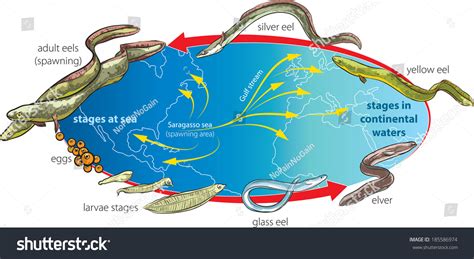 28 Eel Larvae Images, Stock Photos & Vectors | Shutterstock