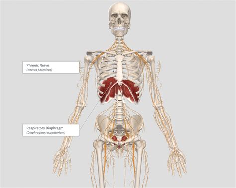 Diaphragm-Phrenic-Nerve - MiguelAragoncillo.com