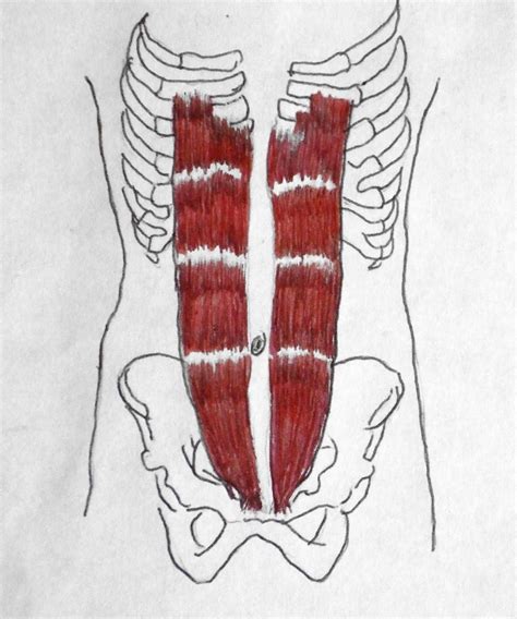 Rectus Abdominis Muscle Anatomy