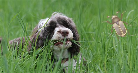 Are Beetles Poisonous To Dogs? What You Need To Know - Barkmind