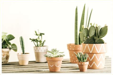 14 Types of Cactus for Your Home and Garden - FTD.com