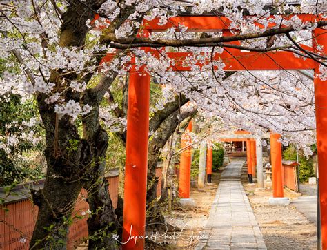 2019 Cherry Blossom Photo Tour | Kyoto | Japan Photo Guide Japan Photo ...