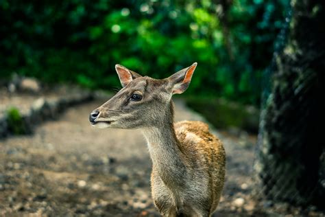 Selective Focus Photography Brown Doe · Free Stock Photo